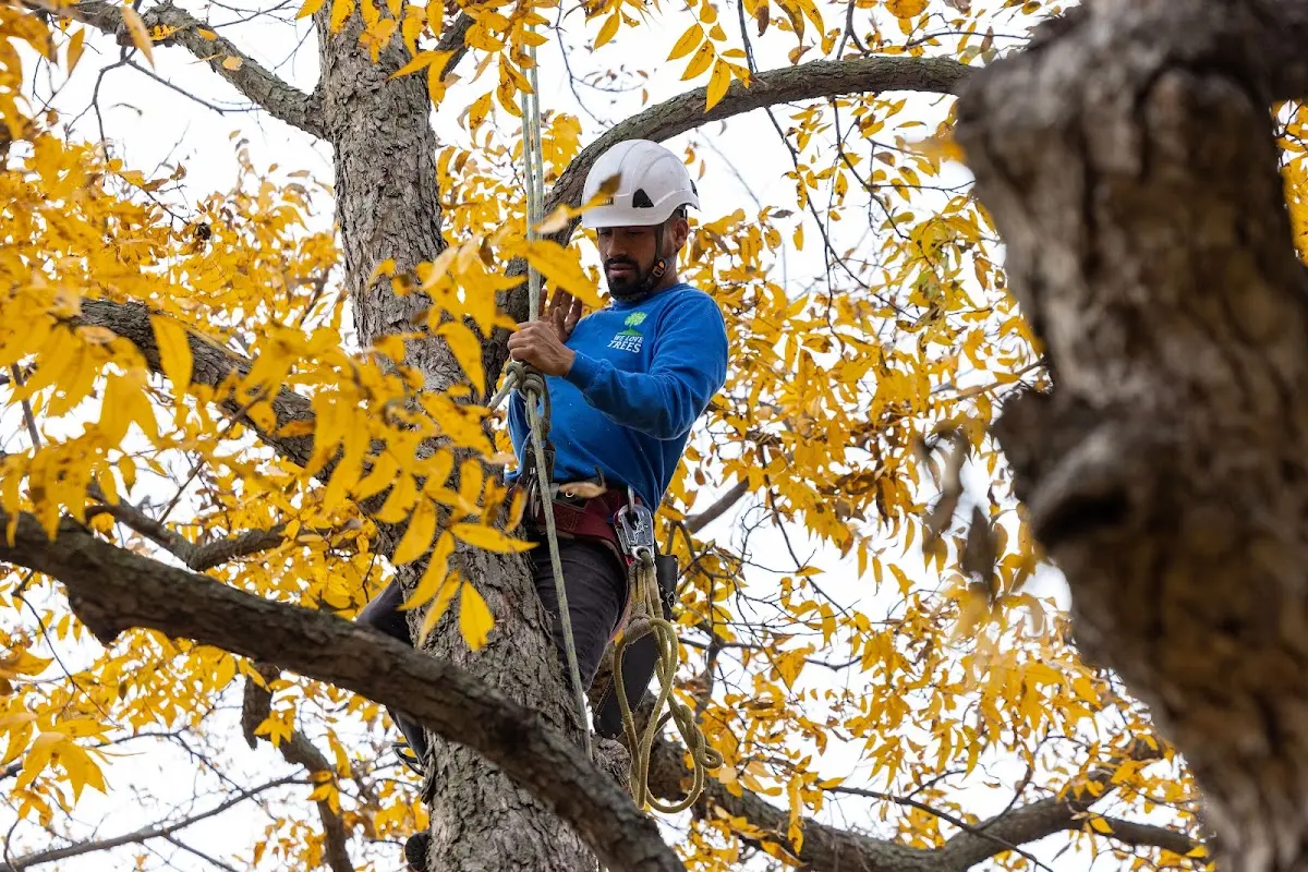 Skilled Tree Pruning crew working in Sproul